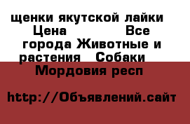 щенки якутской лайки › Цена ­ 15 000 - Все города Животные и растения » Собаки   . Мордовия респ.